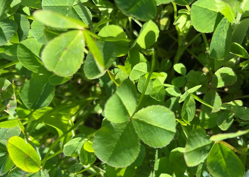 Balansa kløver GO BAL 10 10kg