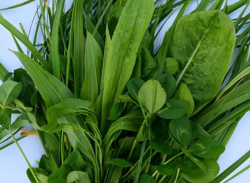 Frøbl. nr. 45 m. urter, 10 kg