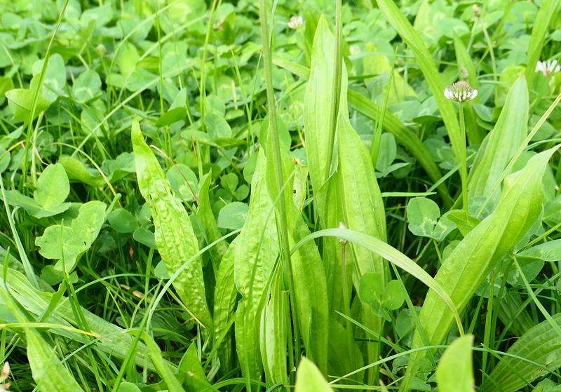 Lancet vejbred Boston Øko 10kg